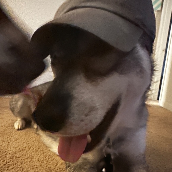 Meet your Posher, Trevor - Picture 2 of 2